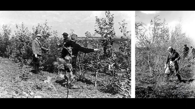 Почему в Советском Союзе всюду сажали тополя? Неужели это был заговор против аллергиков смотреть онлайн