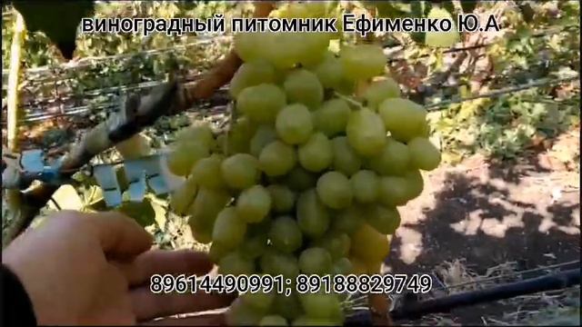 виноград Услада и другие смотреть онлайн