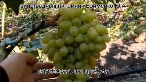 виноград Услада и другие