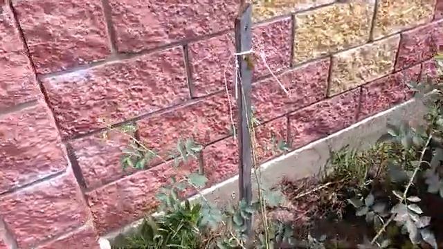 Штамбовая роза своими руками. Прививки спустя неделю. смотреть онлайн