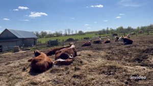 Про коров! Про Быков! #герефорд #быки #стадо #крс #животноводство #ферма #фермер #хозяйство #работа