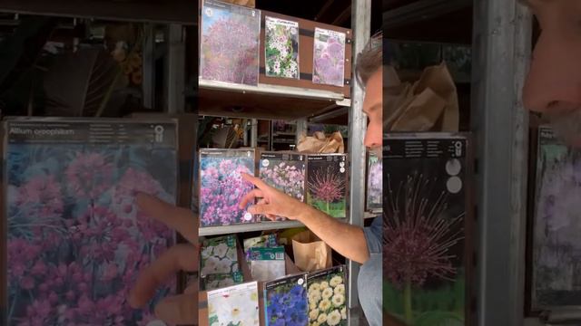 Allium - Agli Ornamentali