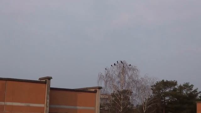 Вороний мир смотреть онлайн