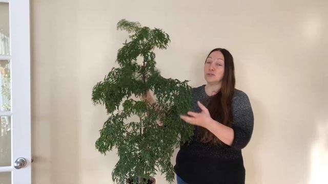 Aralia Ming (Polyscias fruticosa) смотреть онлайн