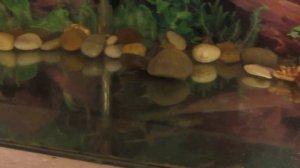 Нужен ли фильтр в аквариуме с черепахой?