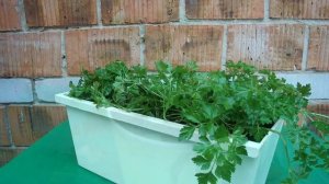 ОГОРОД НА ОКНЕ ЗИМОЙ КИНЗА / КАК ВЫРАСТИТЬ КИНЗУ ДОМА