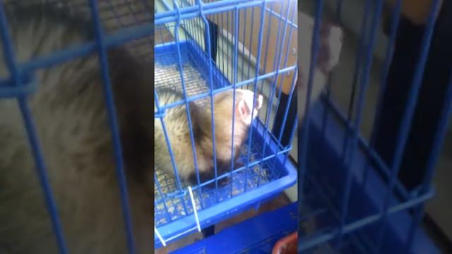 Я в живом уголке 2 часть хонорик смотреть онлайн