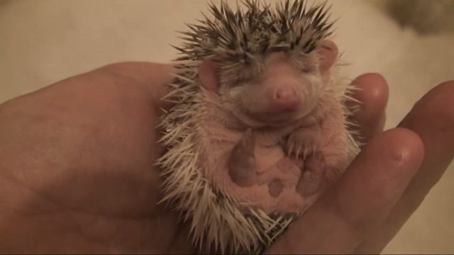 Sami bardzo grzeczny jeż смотреть онлайн