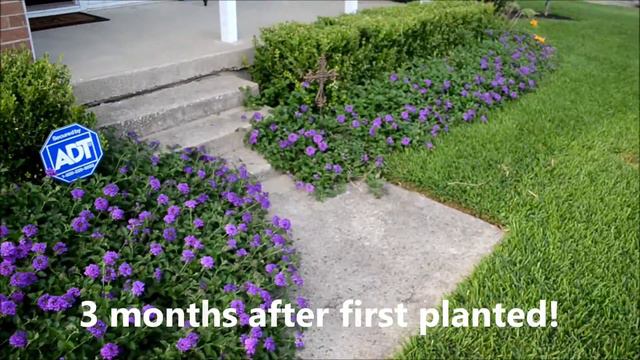 Purple Verbena смотреть онлайн