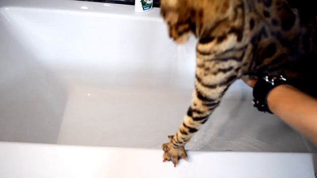 Как мыть кота? Всё получится даже со злыми кошками смотреть онлайн