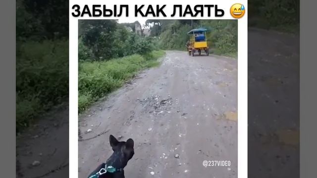 Собака забыла как лаять смотреть онлайн