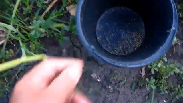 ЧЕРНУШКА семена ЛУКА выращиваем и собираем сами смотреть онлайн