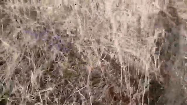 Уаз Патриот и Розоволосая спасение пузотеров смотреть онлайн