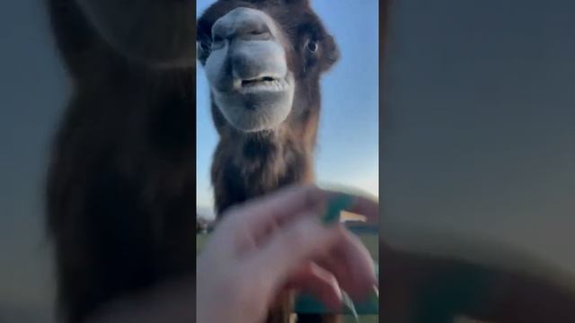 Котики в Эфире