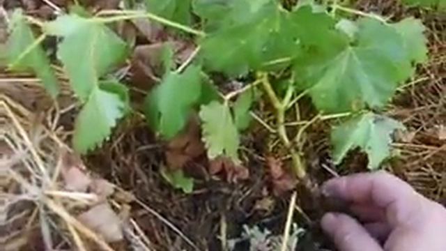 буйволовиднная цикатка смотреть онлайн