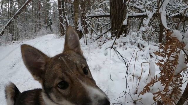 Западно Сибирская Лайка " Тайга " смотреть онлайн
