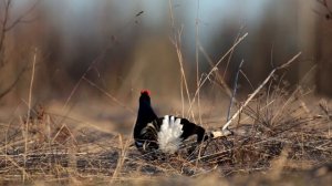 Токующий тетерев
