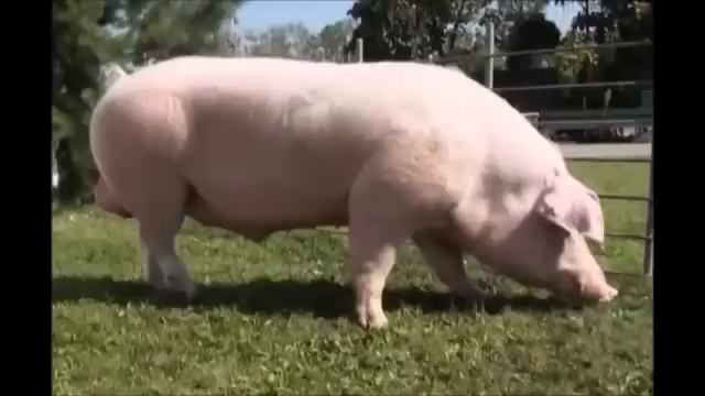 Ландрас (порода свиней)