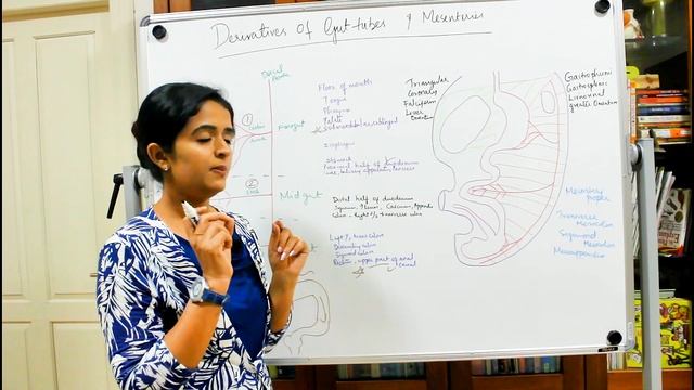 THE DERIVATIVES OF THE GUT TUBES AND THE MESENTERIES-DEVELOPMENT OF THE GIT-PART 3-DR ROSE JOSE MD смотреть онлайн