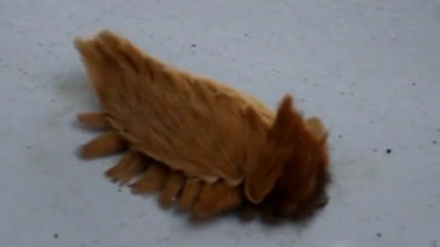 Адская волосатая гусеница смотреть онлайн