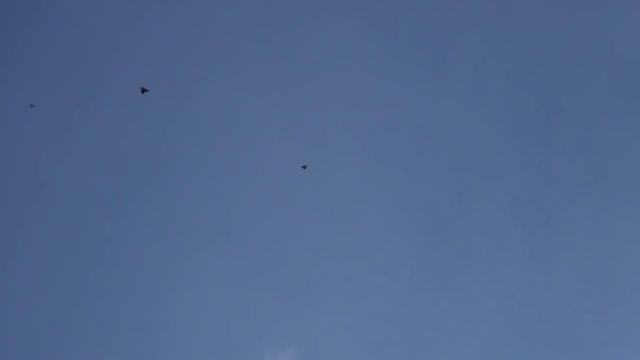 Николаевские голуби .Бончук Юрий Григорьевич. смотреть онлайн