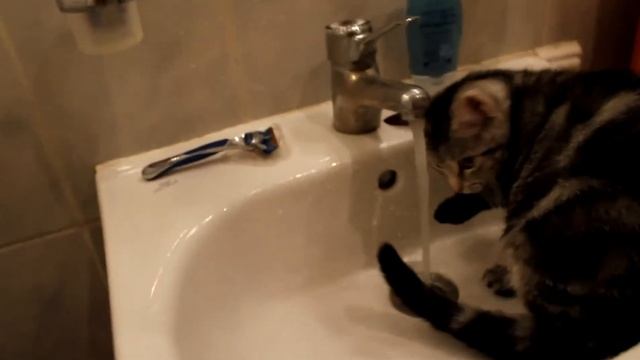 кошка, которая не боится воды смотреть онлайн