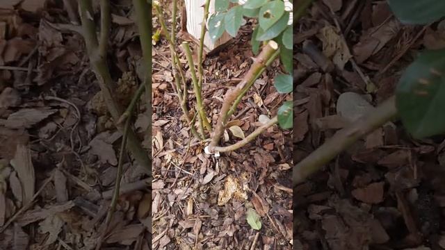 Мульчирование корой смотреть онлайн