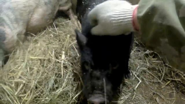 Как правильно забить свинью Жизнь в деревне How to properly slaughter a pig Village life смотреть онлайн