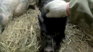 Как правильно забить свинью Жизнь в деревне How to properly slaughter a pig Village life