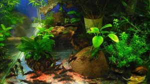 Коридорас венесуэла Блэк и Оранж