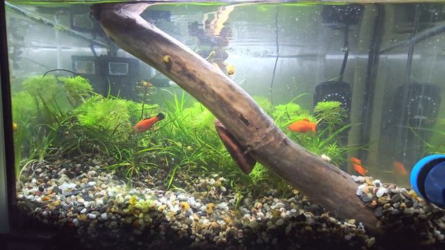 Аквариум 25л. День 378. Не тонет. смотреть онлайн