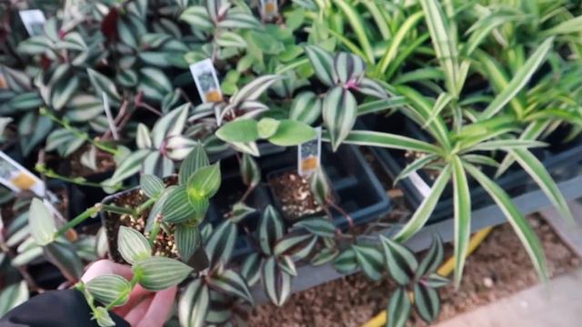 Plant Shopping in Longmont, CO | Nov 2019 смотреть онлайн