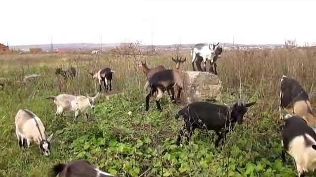 Альпийские козы. Хозяйство Козинских. смотреть онлайн