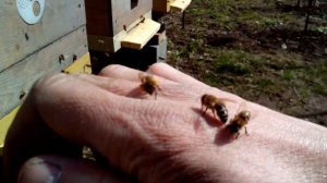 Как определить есть матка или нет (не открывая улей)