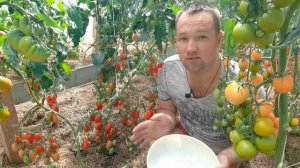 Томат ДЖЕК ПОТ F1!!! Семена от Партнёра...