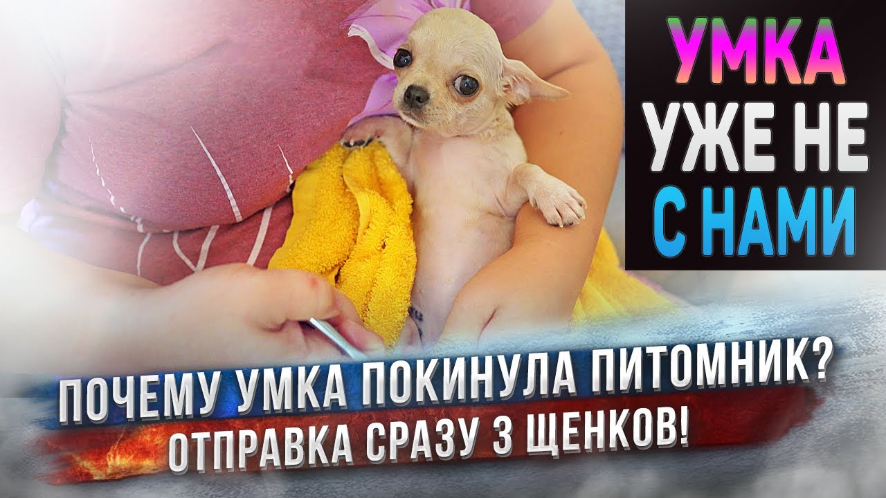 Чихуахуа Умка нас покинула. Что случилось? Еще 3 щенка уехали по домам! смотреть онлайн