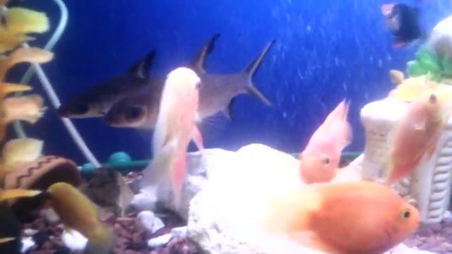 Цихлазома северум,трехгибридный попугай,акулий балу смотреть онлайн