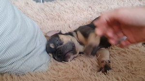 Французский Бульдог Спит | French Bulldog Sleeping