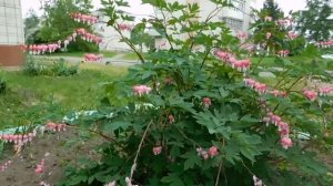 Дицентра ( Разбитое сердце ) Выращивание и уход без труда !