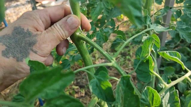 Обзор томатов в открытом грунте. Пеперминт, Инжирный Рубиновый и другие. Июль 2023 год. смотреть онлайн