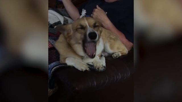 Cutest Corgi Compilation 2018 | Best Funny Corgi Videos Ever