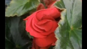 Обзор съедобных цветов. Какие цветы съедобные. Как использовать съедобные цветы #съедобныецветы