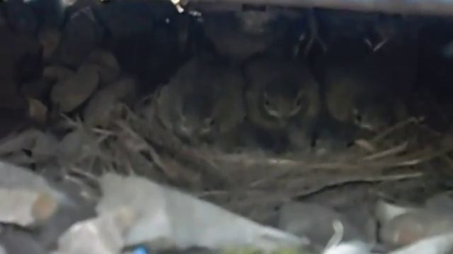 гнездо с птенцами смотреть онлайн