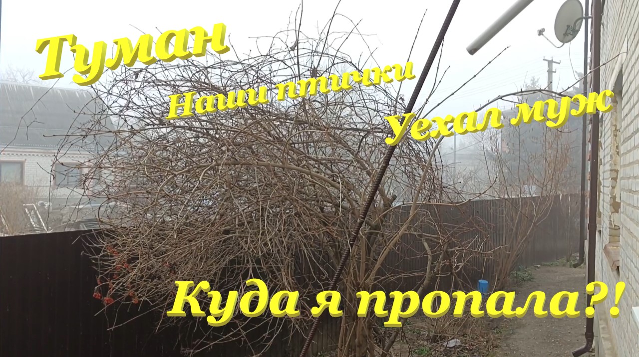 Туман😶🌫️ / Наши птички🕊❤🦜 / Уехал муж😔 / Куда я пропала?!🤔 смотреть онлайн