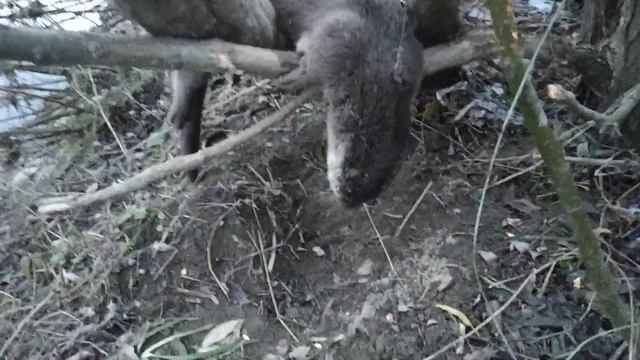 Видра в петлі смотреть онлайн