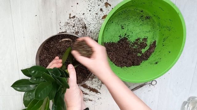 Замиокулькас УХОД И ПЕРЕСАДКА, грунт, секреты успеха здорового Долларового дерева смотреть онлайн