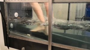 Водная беговая дорожка