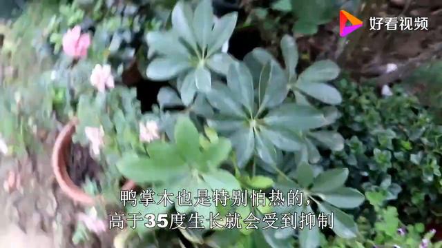 撞在“休眠期”，买了几棵天竺葵，养在避暑胜地，轻松度夏