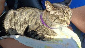 Кошка Алиса на машине в Анапу едет/4 дня в машине с кошкой/ лето 2024/ для любителей кошек