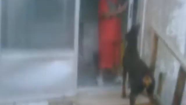 DOBERMAN(killer) смотреть онлайн
